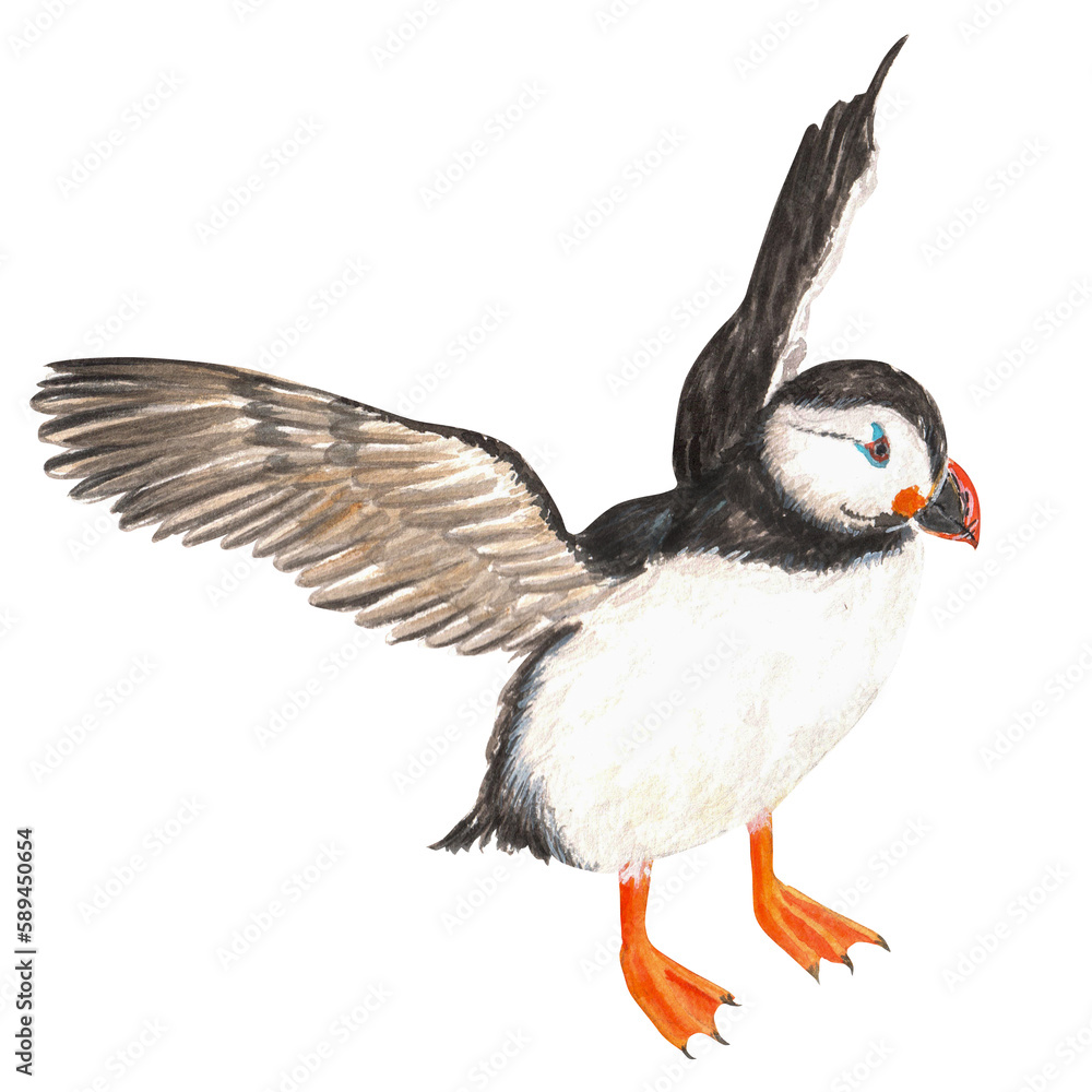 Obraz premium A puffin is standing on the ground and waving its wings. Hand-drawn watercolor illustration.