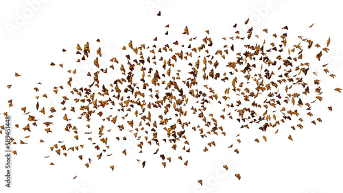 monarch butterflies swarm, migrating insects isolated on transparent background  photo