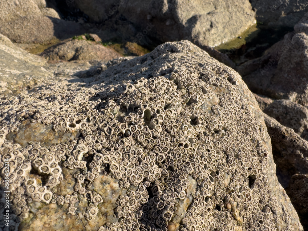 Barnacles covering rocks on the beach, Atlantic coast of Portugal. Barnacles covering rocks on the beach, Atlantic coast of Portugal.