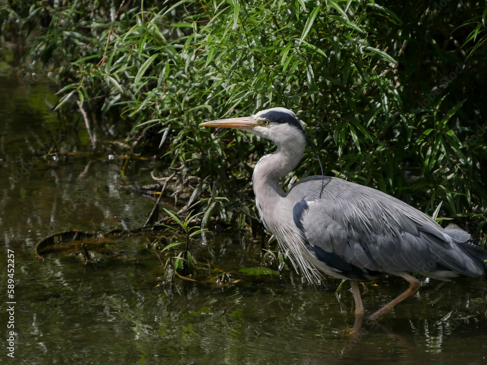 Grey Heron, hunting for fish in the stream in summer. Grey Heron, hunting for fish in the stream in summer.
