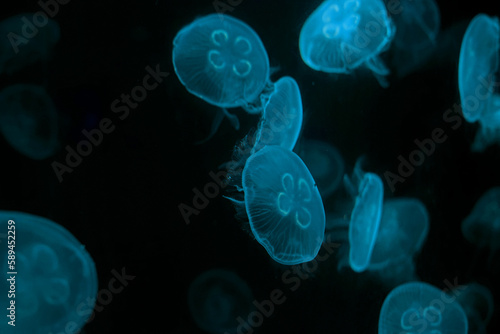 Group of transparent jelly fish glowing in the dark with blue neon light. Jellyfish swim through the dark ocean. Dangerous jellyfish background