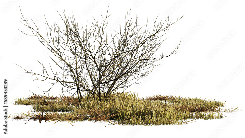 dry plants, desert scene cut-out, isolated on transparent background