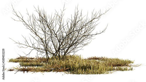 dry plants, desert scene cut-out, isolated on transparent background