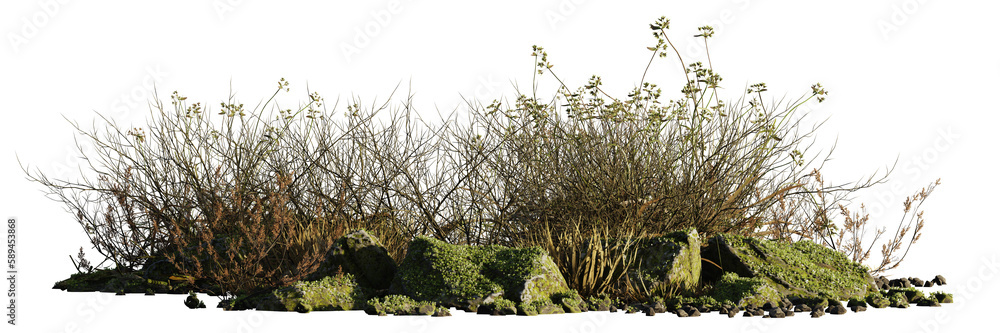 dry plants and rocks, desert scene cut-out, isolated on transparent background