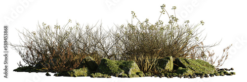 Obraz na płótnie dry plants and rocks, desert scene cut-out, isolated on transparent background w salonie