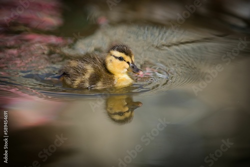 Картината върху платно Closeup shot of a baby duck swimming in the pond