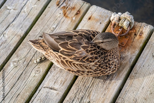 Top view of the female Mallard in the Prince Albert National Park, Saskatchewan, Canada photo