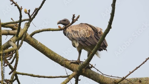 Slender billed vulture sitting on the tree to view the jungle from the top, Kaziranga National Park, West Bengal photo