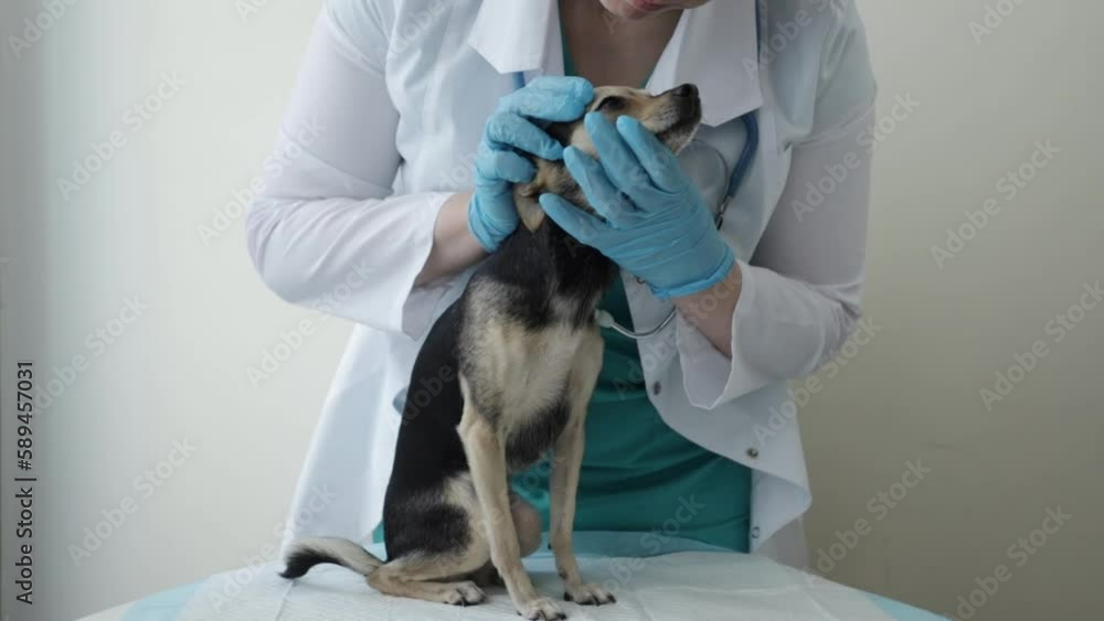 veterinarian checks the eyes of a small dog veterinarian checks the eyes of a small dog