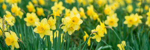 Fototapeta Naklejka Na Ścianę i Meble -  Flowering daffodils in the spring