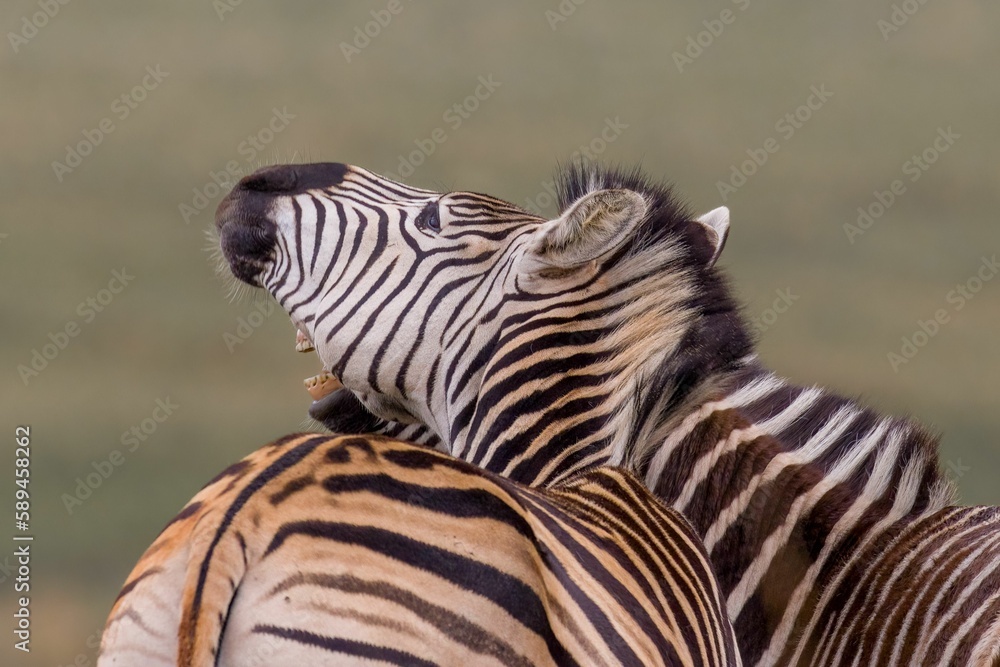 Naklejka premium Beautiful shot of two zebras in the wild in Rietvlei Nature Reserve in South Africa