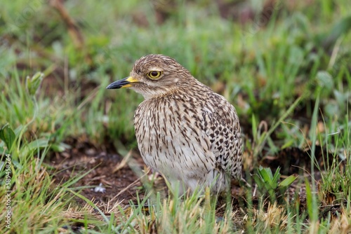 Closeup shot of a spotted thick-knee in Rietvlei Nature Reserve in South Africa