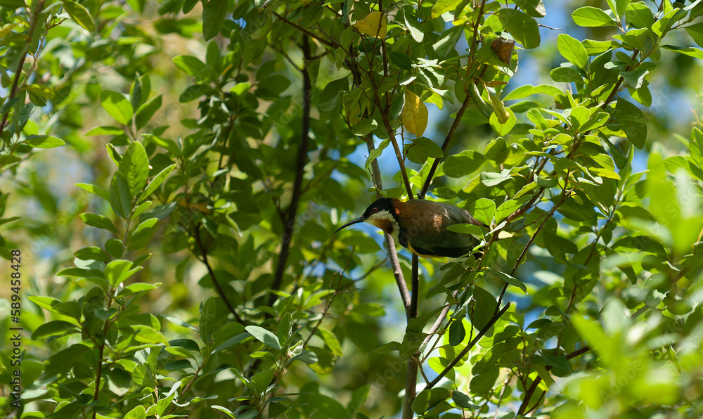 Fototapeta premium Eastern spine bill bird in tree