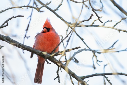 Selective focus shot of a male northern cardinal bird perched on a bare tree branch