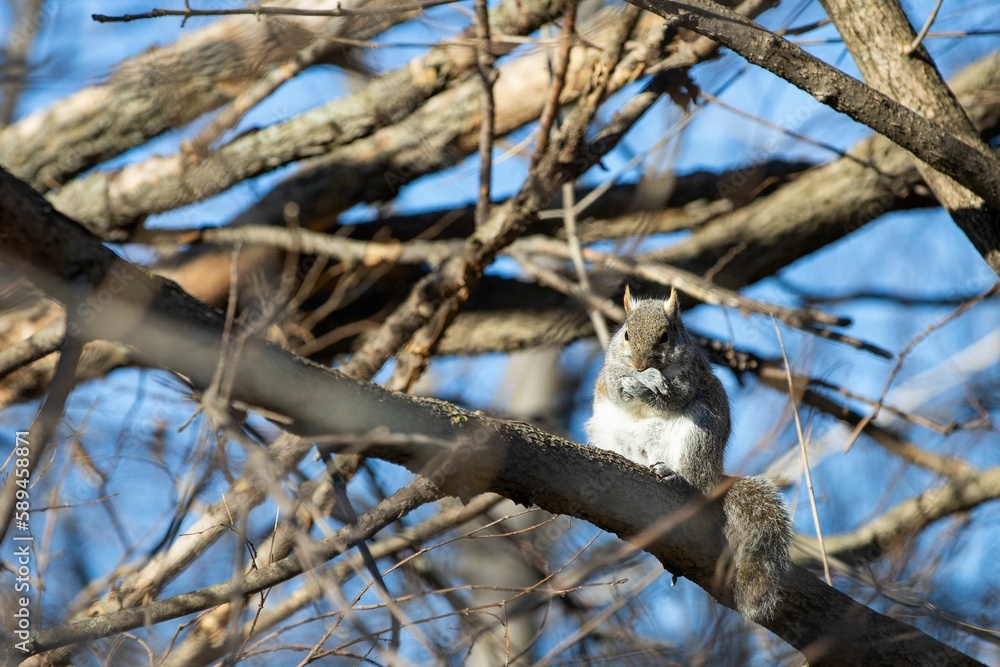 Low angle shot of a squirrel chewing on a nut on a tree Low angle shot of a squirrel chewing on a nut on a tree