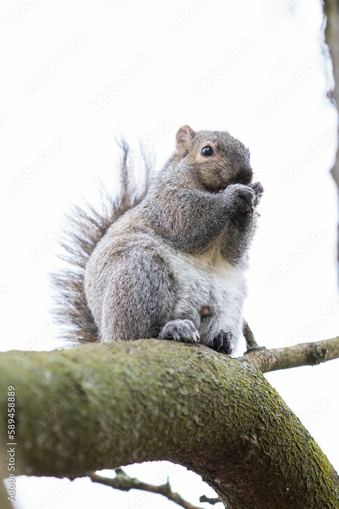 Obraz premium Closeup of a cute squirrel on a tree branch in a forest