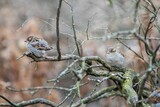 Closeup of cute small sparrows sitting on a dry branch in a forest