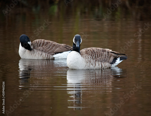 Canada geese on the lake preparing for breeding