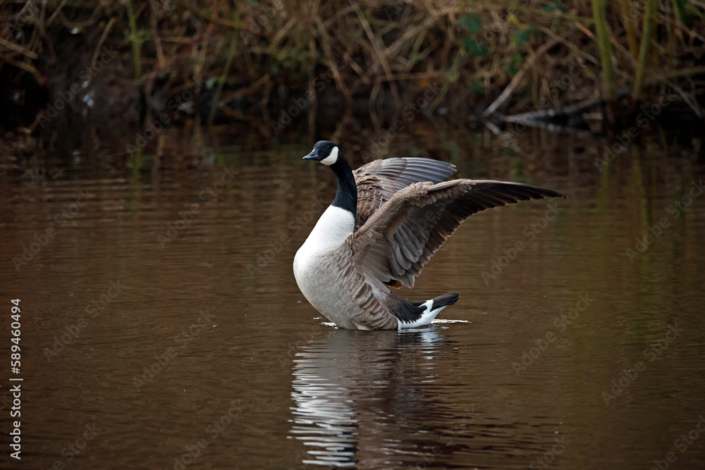 Canada geese on the lake preparing for breeding