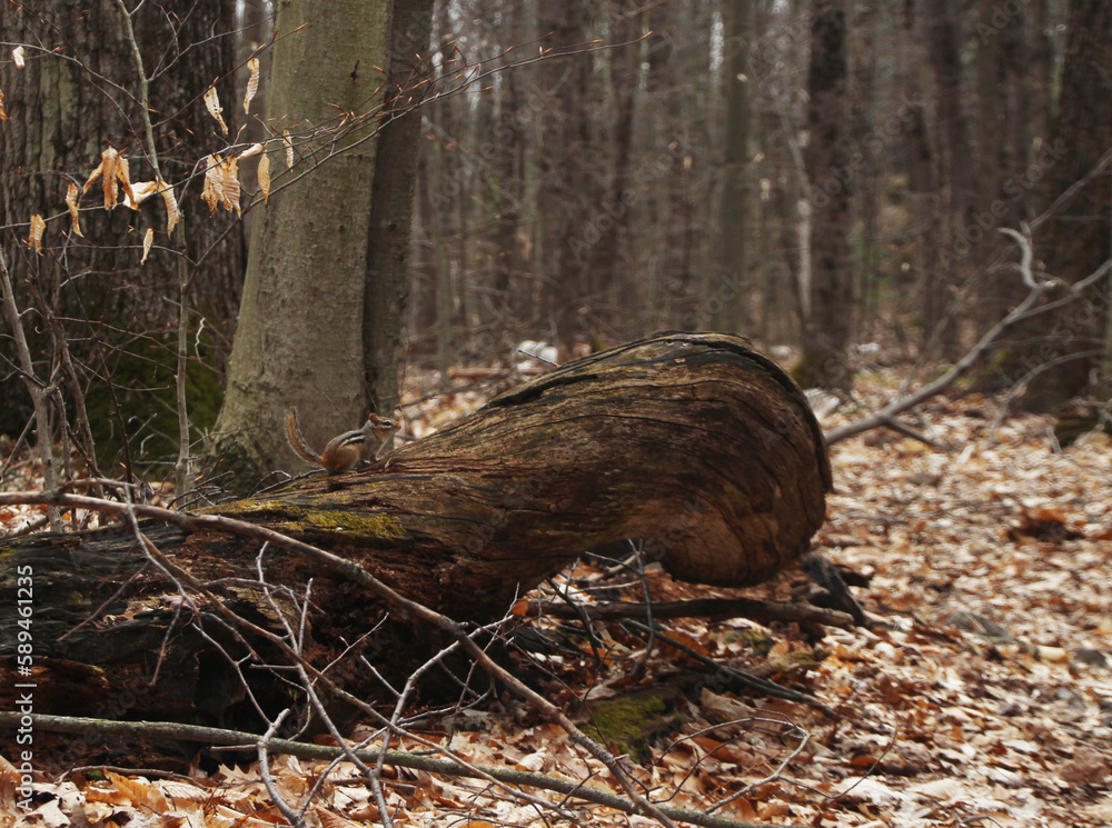 Obraz premium Chipmunk on a trunk