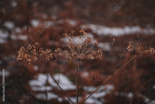 Selective focus of a dry goutweed with a blurry background