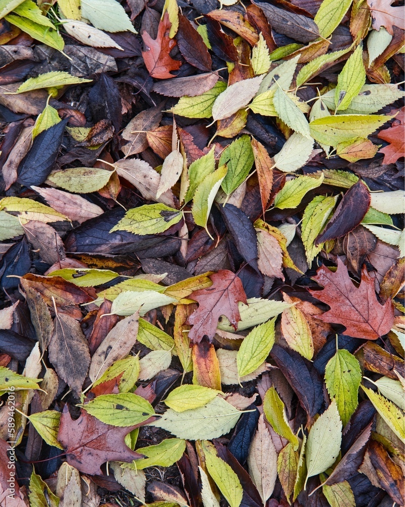 Colorful autumnal leaves background Colorful autumnal leaves background