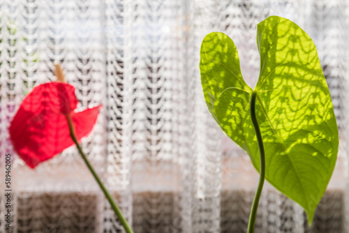 Rote Blüte einer Anthurien Blume auf deutsch auch Flamingoblume genannt mit großem grünen Blatt vor weißer Gardine im Wohnzimmer im Sonnenlicht, Deutschland photo