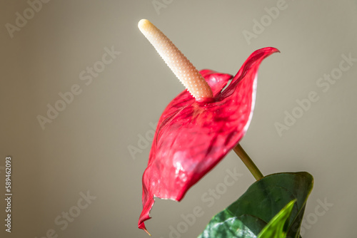 Nahaufnahme Rote Blüte einer Anthurien Blume auf deutsch auch Flamingoblume genannt mit großem grünen Blatt vor weißer Gardine im Wohnzimmer im Sonnenlicht, Deutschland photo