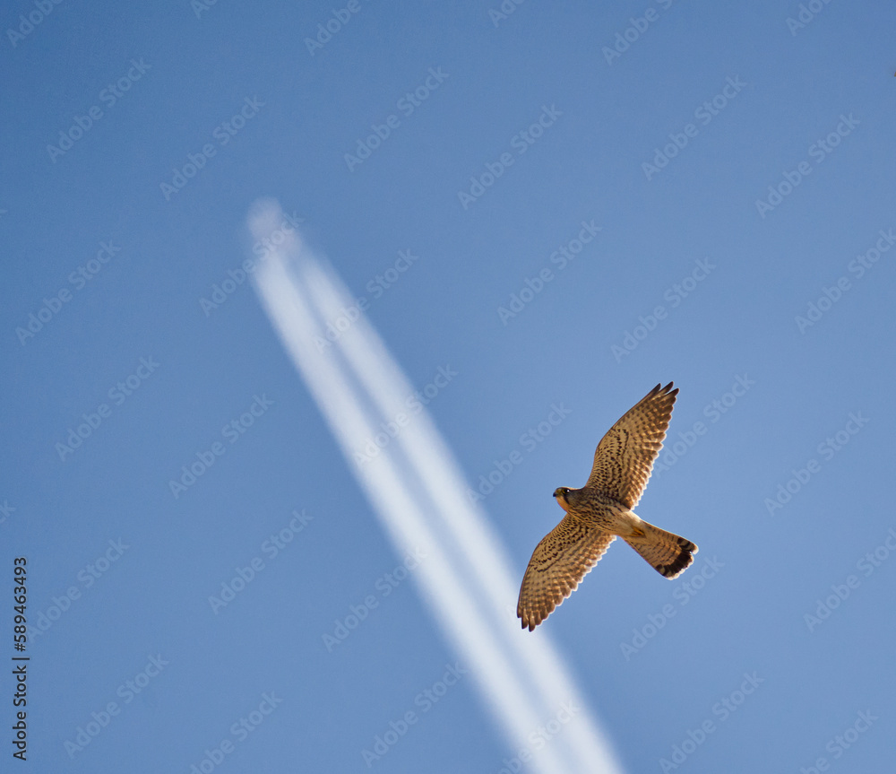 Common kestrel in flight