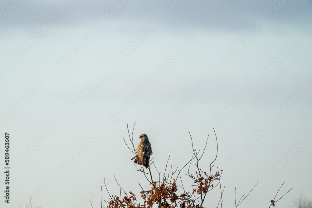 Impressive common buzzard, buteo buteo, sitting on branch in autumn with copy space. Feathered animal with white and brown plumage