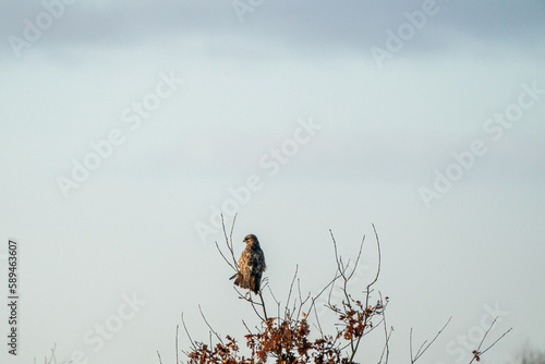 Obraz na płótnie Impressive common buzzard, buteo buteo, sitting on branch in autumn with copy space. Feathered animal with white and brown plumage w salonie