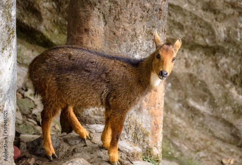 The Himalayan Goral or the Gray Goral, is a bovid species native to the Himalayas.