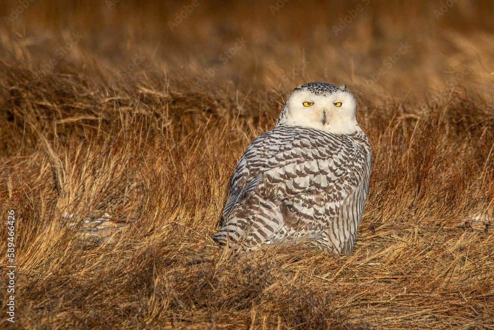 a snowy owl is looking for food in the grass by itself a snowy owl is looking for food in the grass by itself