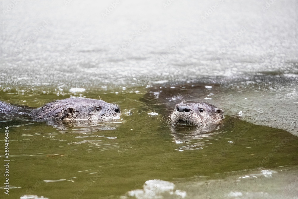 Fototapeta premium two large otters are swimming in the water together and looking to their side