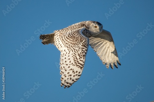 a white and black owl in flight with clear sky background