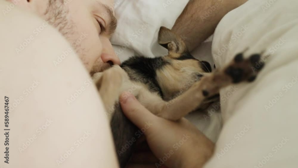 the dog sleeps in bed, cuddles with the owner, cute little pet under the blanket the dog sleeps in bed, cuddles with the owner, cute little pet under the blanket