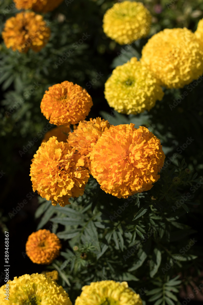 beauty of marigold flowers in the garden beauty of marigold flowers in the garden