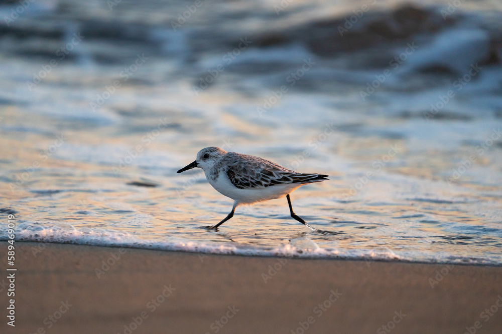 Obraz premium Running Bird