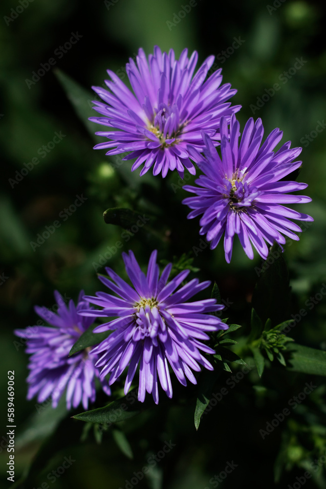 Beauty of purple Aster flower in the garden Beauty of purple Aster flower in the garden