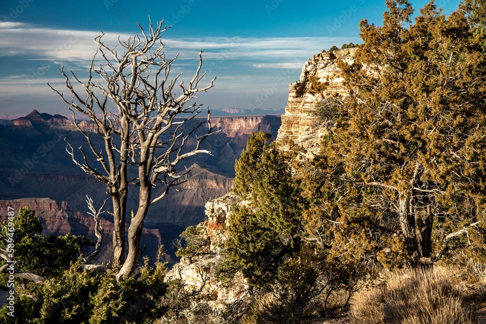 Green trees with the big canyon in the background under the sunny blue sky Green trees with the big canyon in the background under the sunny blue sky