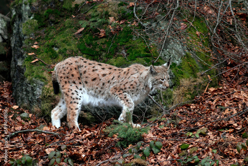 Lynx boreal, Lynx lynx