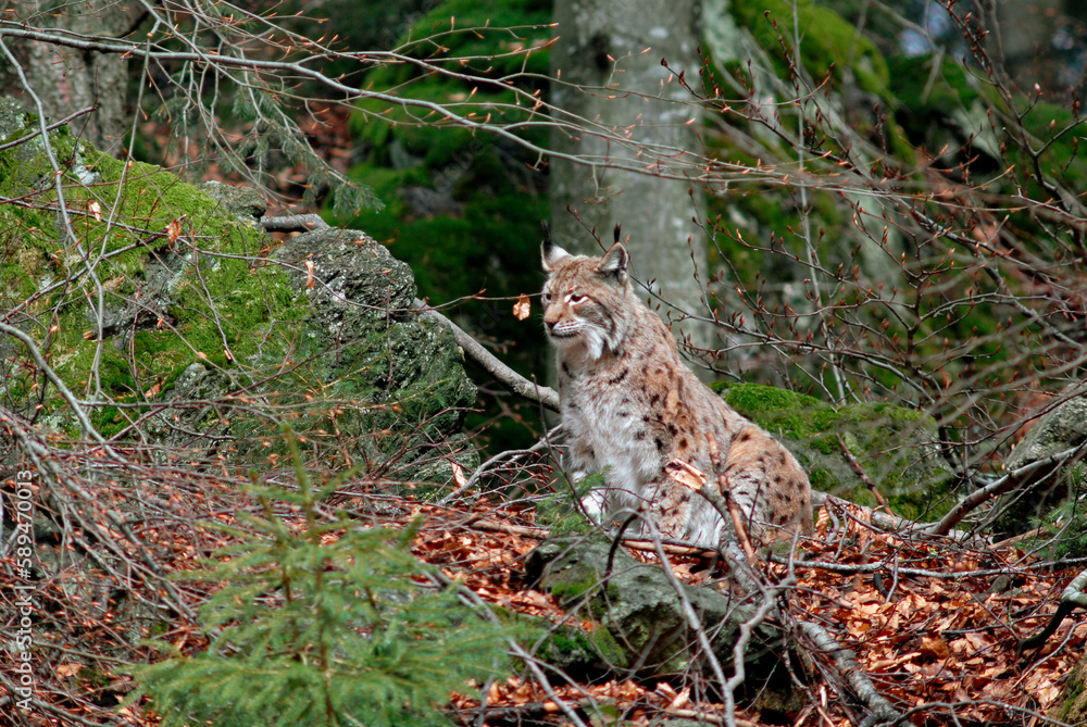 Lynx boreal, Lynx lynx