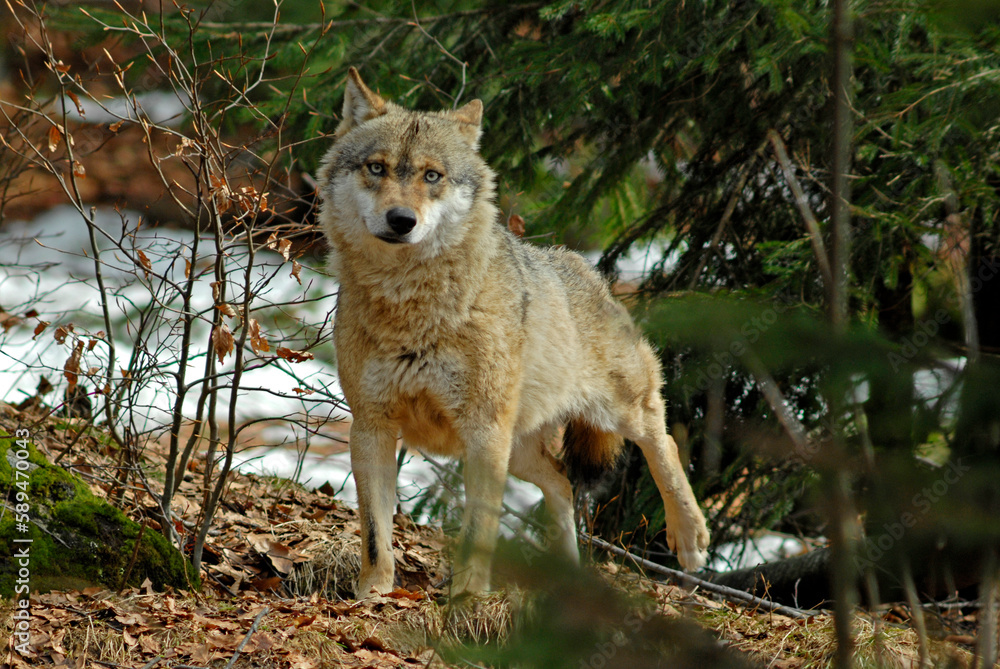Fototapeta premium Loup, Canis lupus