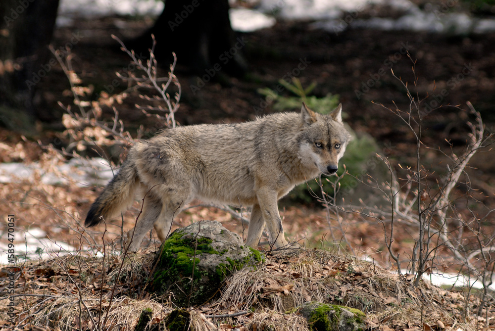 Loup, Canis lupus Loup, Canis lupus