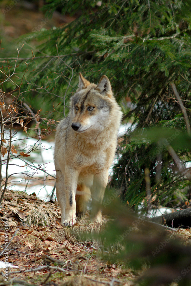Fototapeta premium Loup, Canis lupus