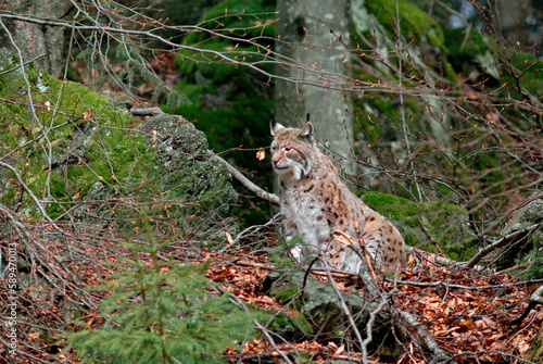 Fototapeta Naklejka Na Ścianę i Meble -  Lynx boreal, Lynx lynx