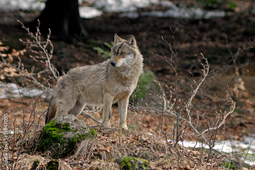 Fototapeta Naklejka Na Ścianę i Meble -  Loup,  Canis lupus