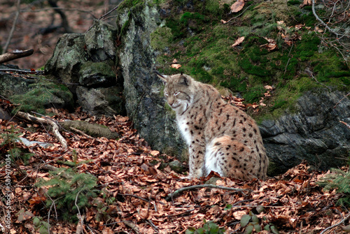 Lynx boreal, Lynx lynx © JAG IMAGES