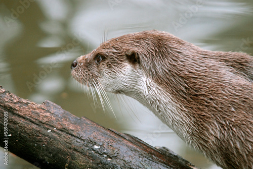 Loutre d'europe, Lutra lutra