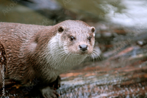 Loutre d'europe, Lutra lutra